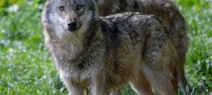 Euregio: Provinz macht neue Wolfsstrategie bekannt