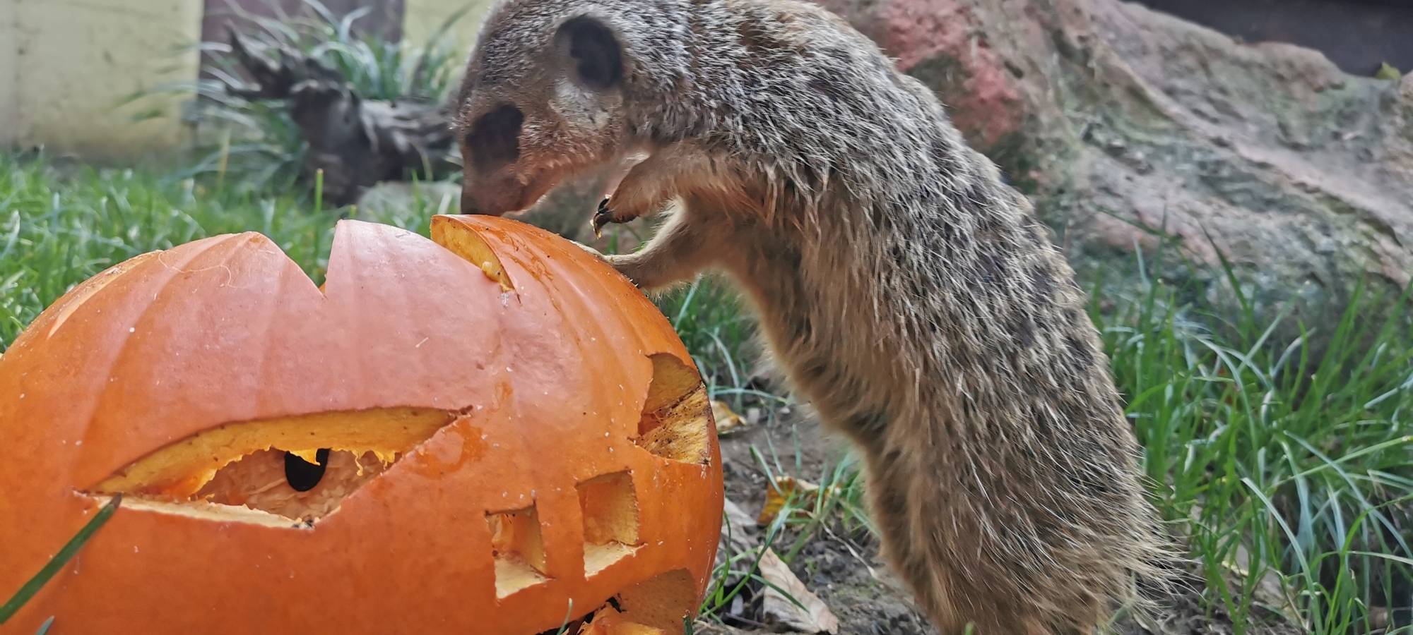 Halloween im Tiergarten Kleve